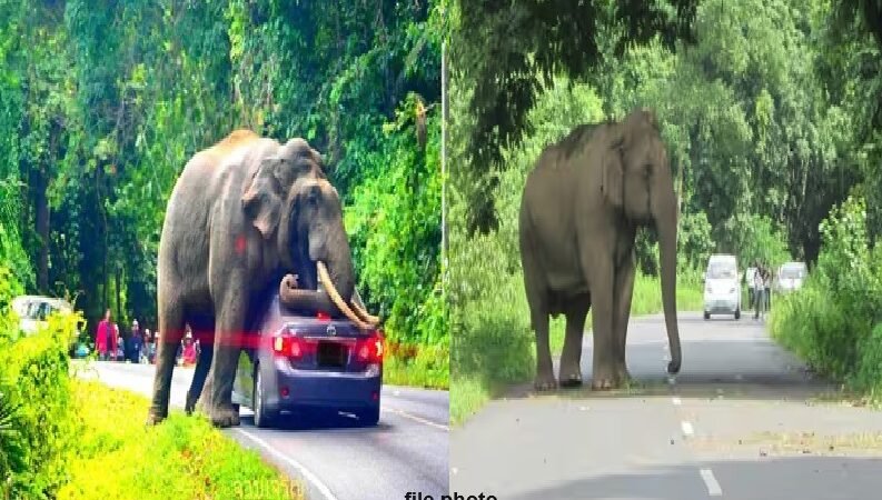 उत्तराखंड : हाथी से टकराई पर्यटकों की कार, बाबा ने किया ऐसा चमत्कार