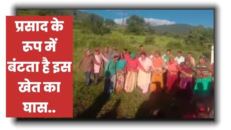 उत्तराखंड: प्रसाद के रूप में बंटता हो इस खेत का घास, कटते ही झूम उठते हैं लोग…