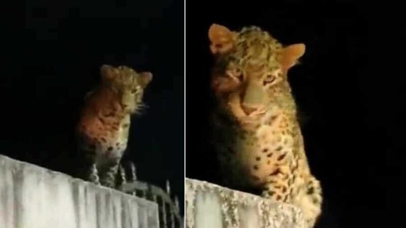 गुलदार का आतंक: घर में घुसकर महिला पर किया जानलेवा हमला, चेहरे पर आए गहरे घाव