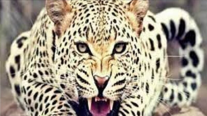 उत्तराखंड: गुलदार का एक और शिकार, तीन साल के बच्चे को उठा ले गया