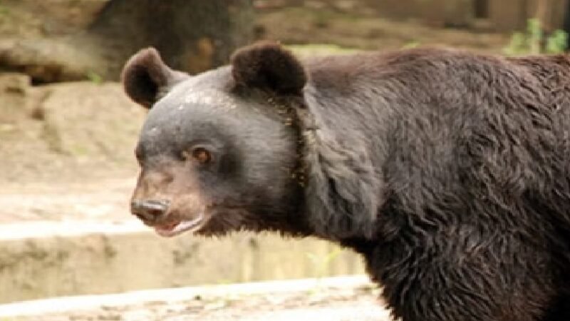 खिर्सू में भालू का हमला: सुबह एक्सरसाइज करते दो युवक घायल, ग्रामीणों में रोष