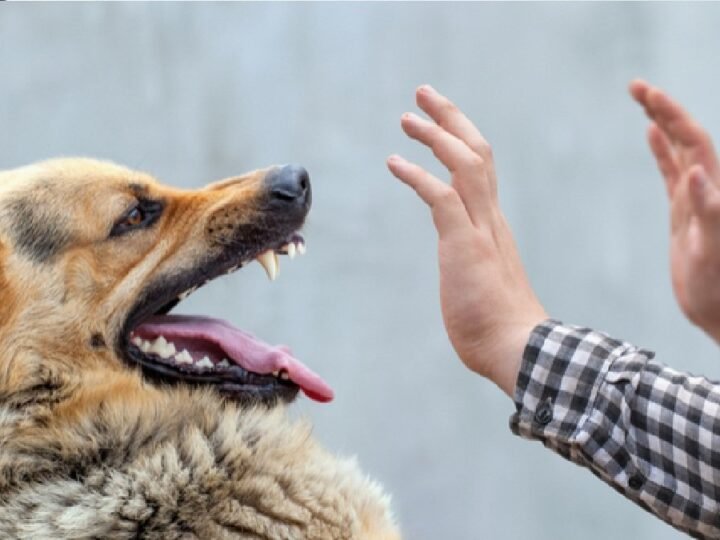 देहरादून नगर निगम सख्त: पालतू श्वान पॉलिसी 2025 लागू, बंदरों व आवारा पशुओं पर कार्रवाई  तेज 