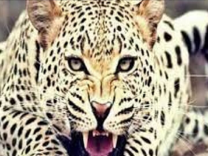 उत्तराखंड : गुलदार का आतंक फिर बढ़ा, 48 वर्षीय व्यक्ति को बनाया निवाला, क्षेत्र में दहशत