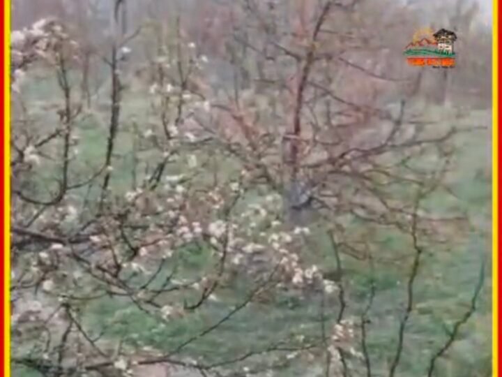 औलावृष्टि का कहर: बंगाण क्षेत्र में सेब की फसल तबाह, 15–20 गांव प्रभावित