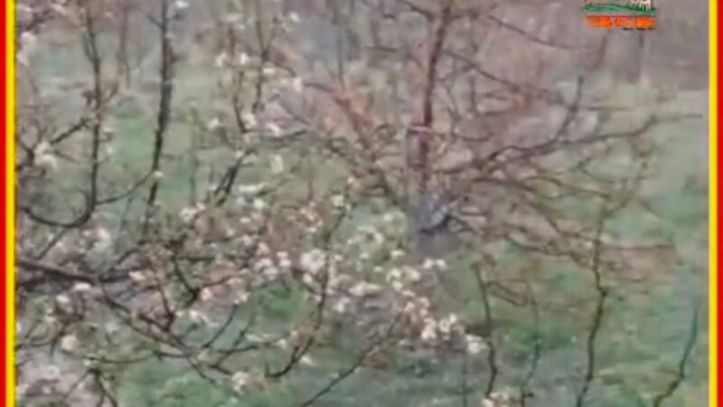 औलावृष्टि का कहर: बंगाण क्षेत्र में सेब की फसल तबाह, 15–20 गांव प्रभावित