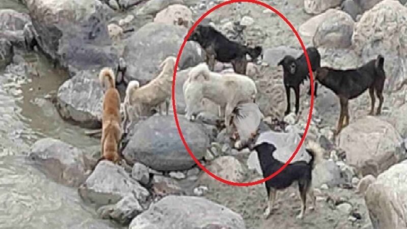 उत्तराखंड: मोक्ष केदार घाट पर कुत्ते नोच रहे अधजले शवों के अवशेष, आखिर कौन है जिम्मेदार…?