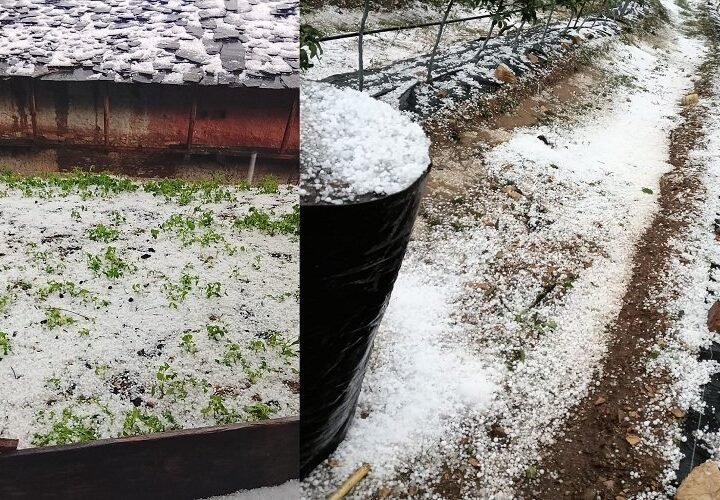 उत्तराखंड : बेमौसम बारिश और ओलावृष्टि से खेती तबाह, 522 किसानों की फसलें प्रभावित